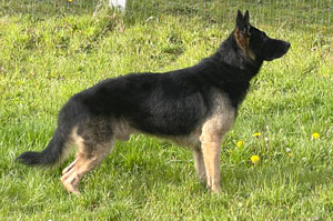 Arrow Stand, German Shepard,Breeder,Champion,Pedigrees,AKC