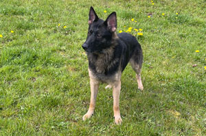 Arrow Stand Front, German Shepard,Breeder,Champion,Pedigrees,AKC