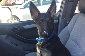 Arrow in Car, German Shepard,Breeder,Champion,Pedigrees,AKC