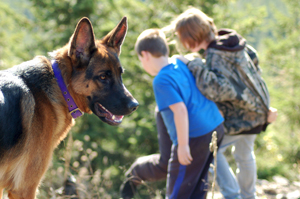 Champion,Pedigrees,AKC,german,Shepherds,Breeders,WA,Washington,Dogs,Puppy