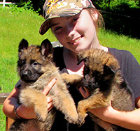 |Champion,Pedigrees,AKC,german,Shepherds,Breeders,WA,Washington,Dogs,Puppy