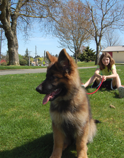 german shepherd, puppies, pups