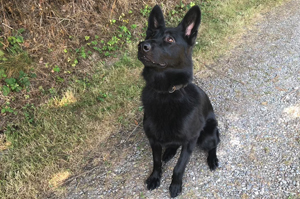 eleven, German Shepard,Breeder,Champion,Pedigrees,AKC