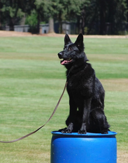 eleven, German Shepard,Breeder,Champion,Pedigrees,AKC