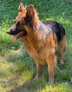 Jax, German Shepard,Breeder,Champion,Pedigrees,AKC