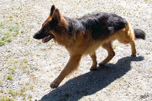 Jax Stand Front, German Shepard,Breeder,Champion,Pedigrees,AKC