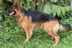 Jax, German Shepard,Breeder,Champion,Pedigrees,AKC