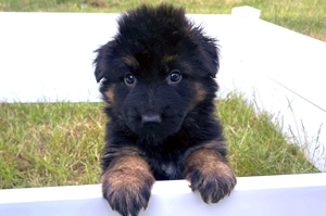 German Shepard,AKC,puppy,litter,pups,pup