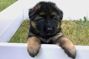 German Shepard, AKC, puppy, litter, pups, pup