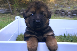 German Shepard, AKC, puppy, litter, pups, pup