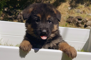 German Shepard,AKC,puppy,litter,pups,pup