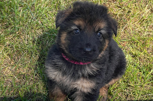 German Shepard, AKC, puppy, litter, pups, pup