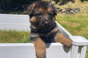 German Shepard, AKC, puppy, litter, pups, pup