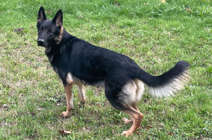 Pip Standing, German Shepard,Breeder,Champion,Pedigrees,AKC