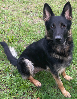 Pip Sitting, German Shepard,Breeder,Champion,Pedigrees,AKC