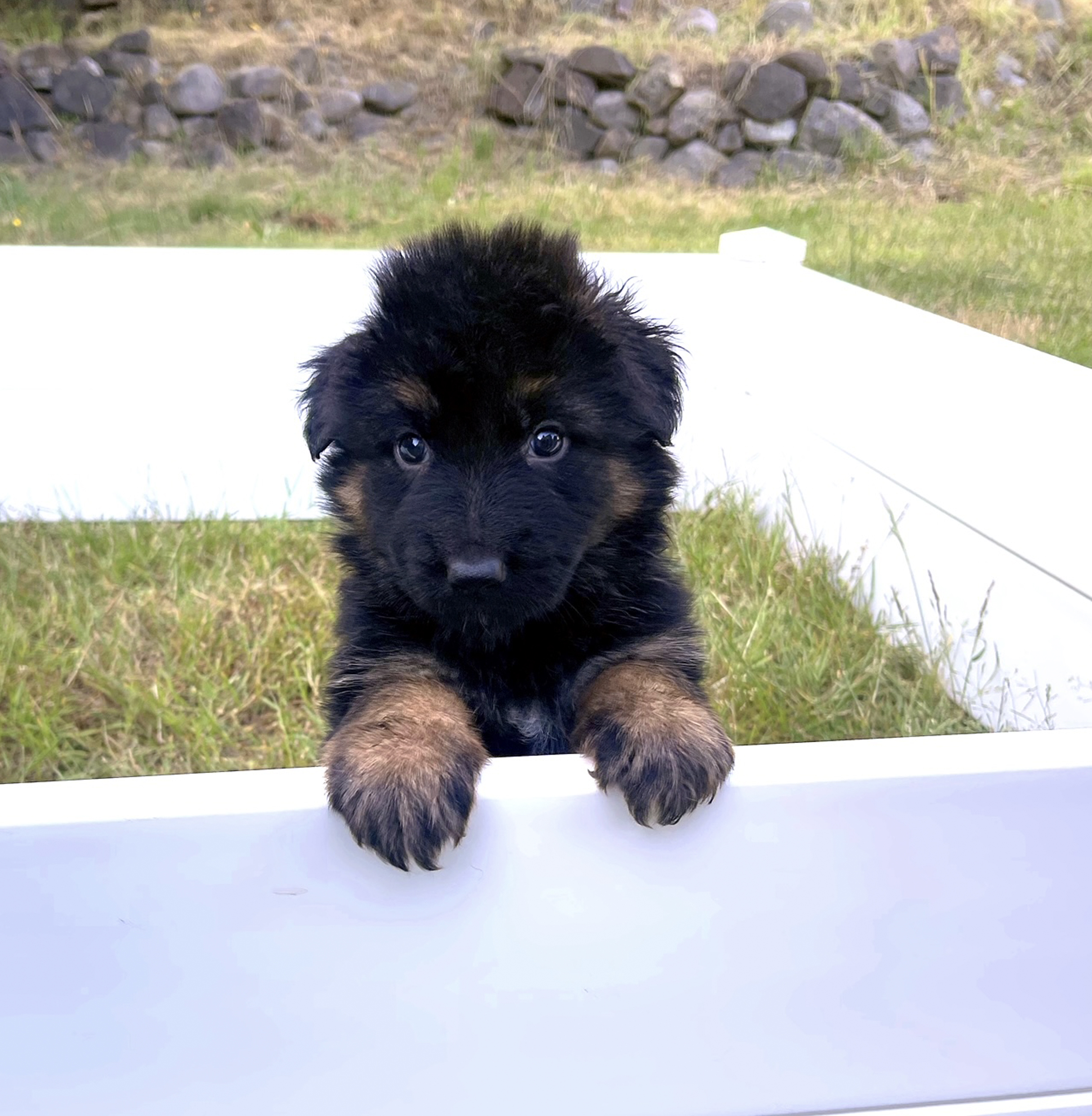 Male Brown Collar Puppy, German Shepard, Breeder, Champion, Pedigrees, AKC