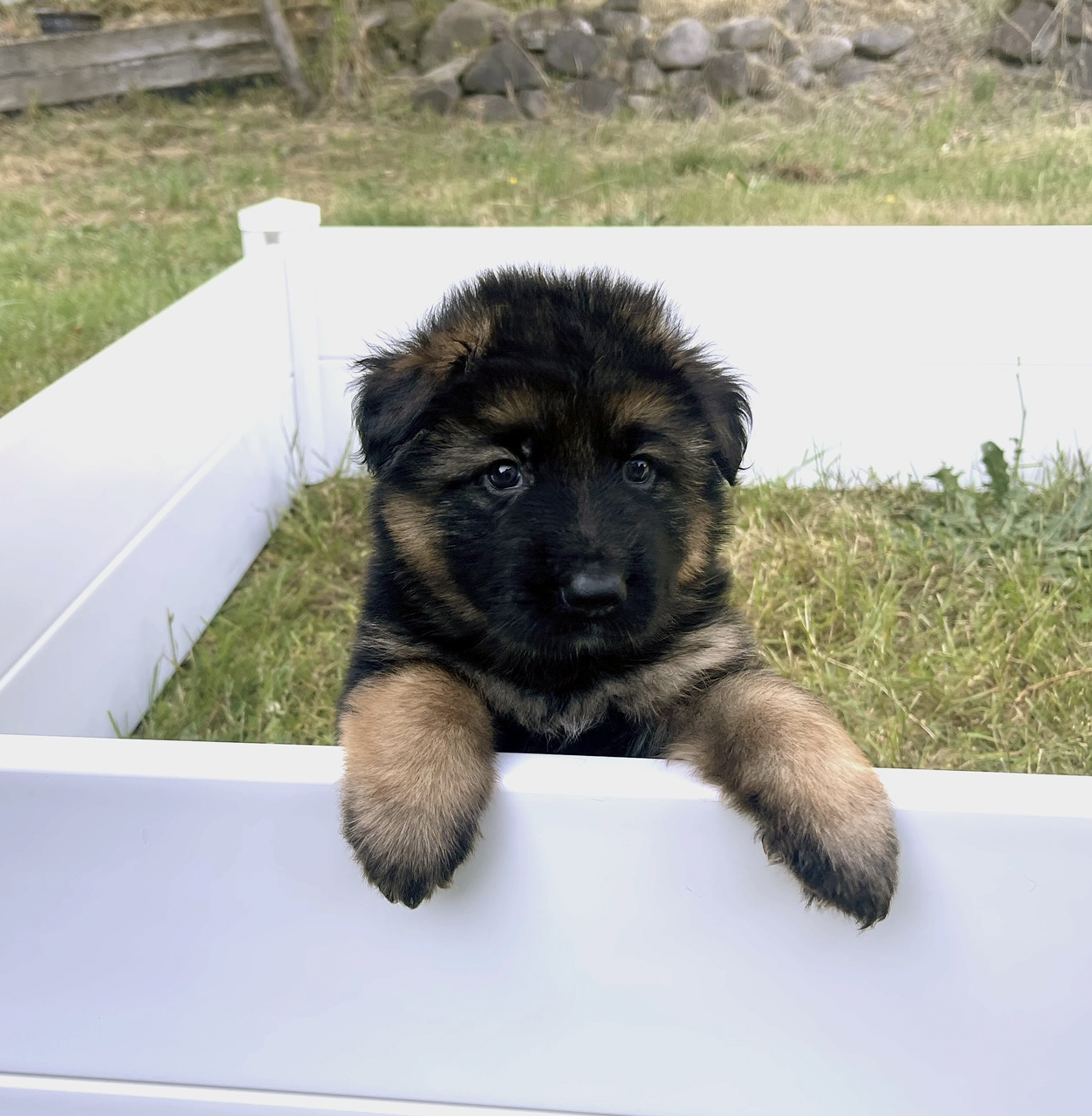 Male Dark Blue Collar Puppy, German Shepard, Breeder, Champion, Pedigrees, AKC