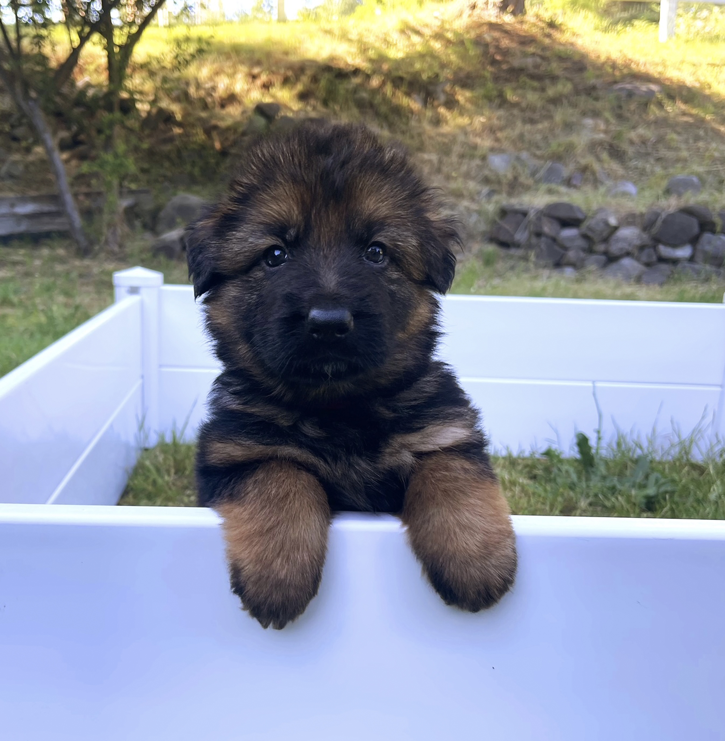 Male Red Collar Puppy, German Shepard, Breeder, Champion, Pedigrees, AKC