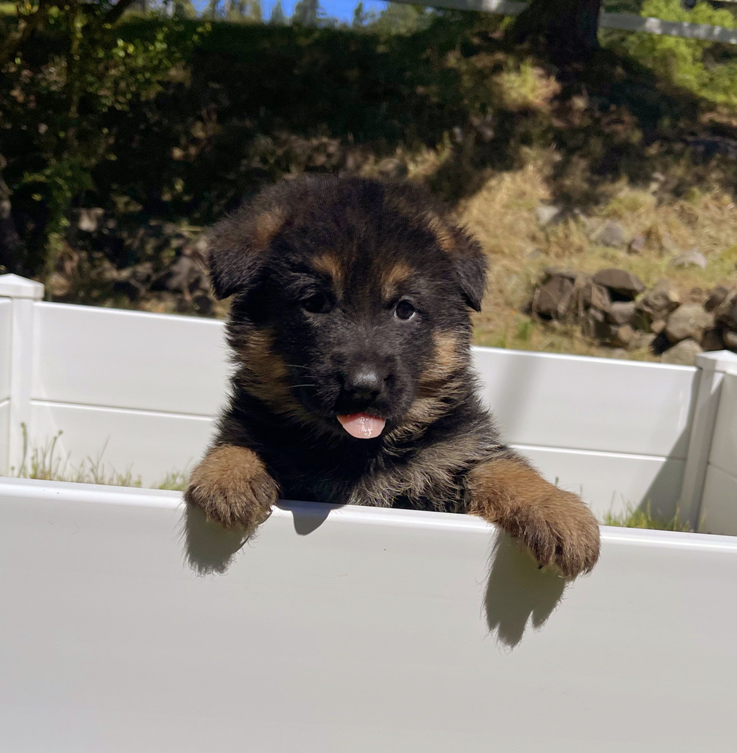 Female Light Blue Collar Puppy, German Shepard, Breeder, Champion, Pedigrees, AKC