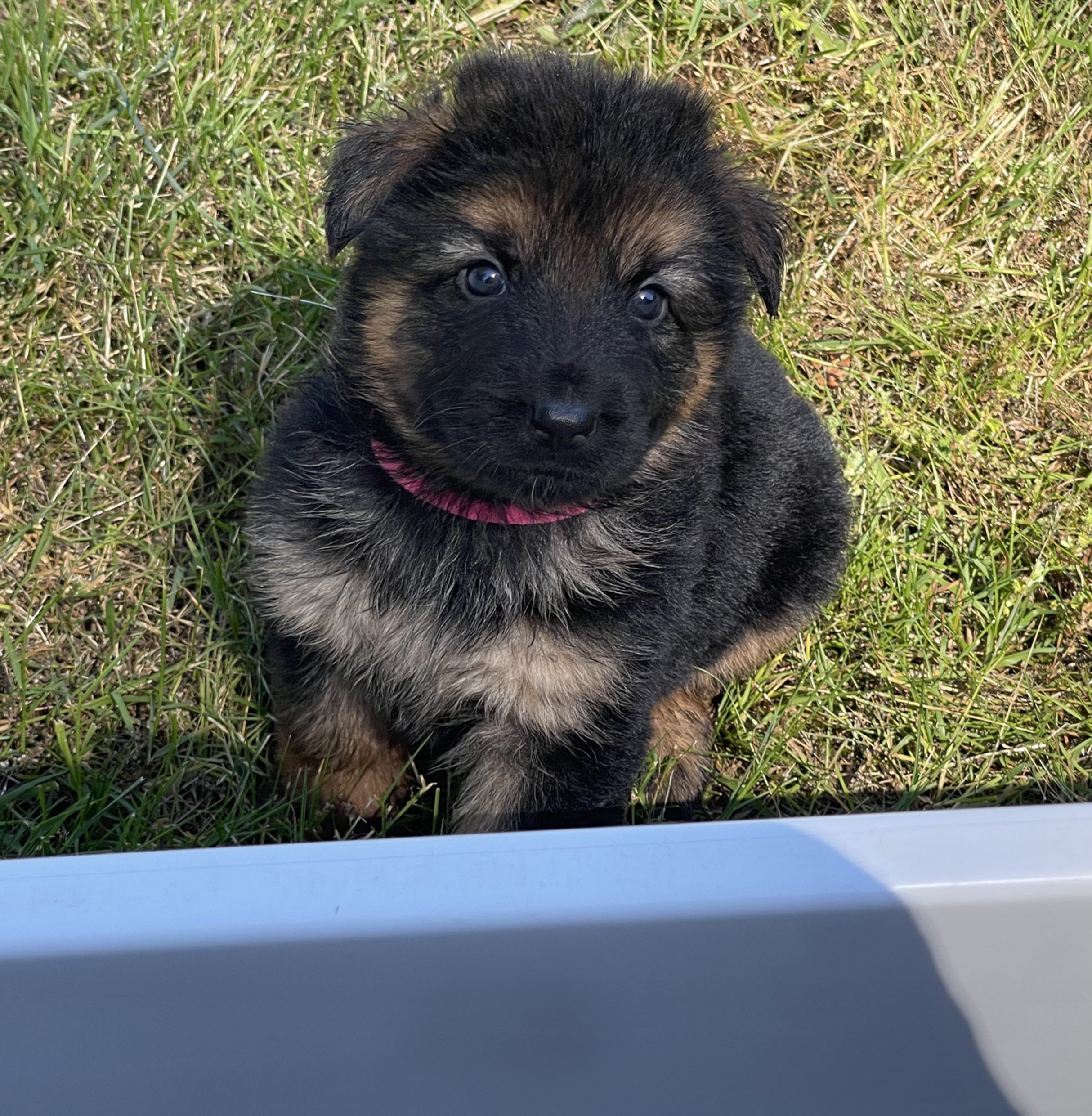 Female Pink Collar Puppy, German Shepard, Breeder, Champion, Pedigrees, AKC