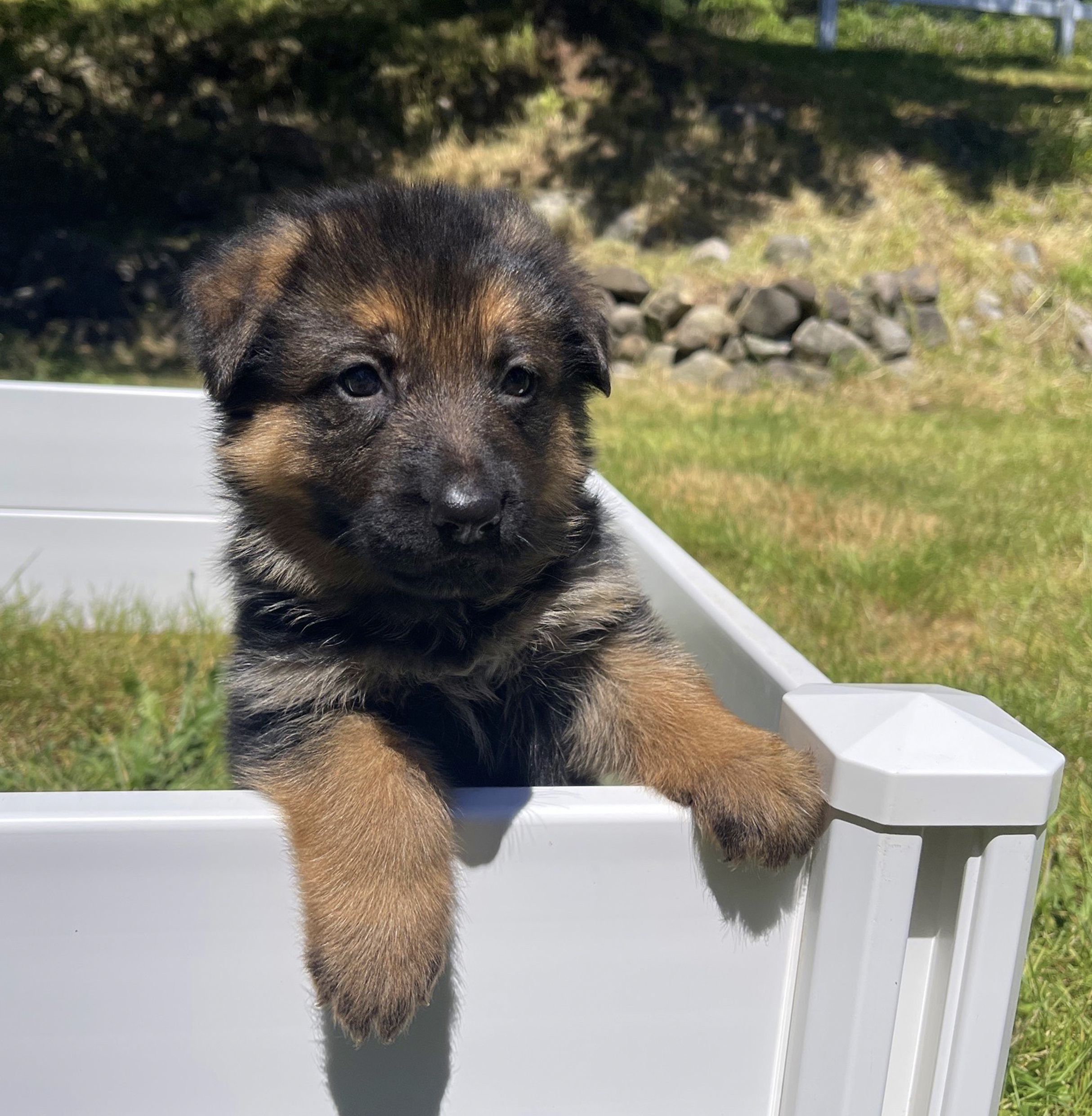 Female White Collar Puppy, German Shepard, Breeder, Champion, Pedigrees, AKC