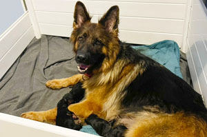 German Shepard,Breeder,Champion,Pedigrees,AKC,training,Sable,Black,pup