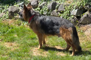 Sakura Stand, German Shepard,Breeder,Champion,Pedigrees,AKC