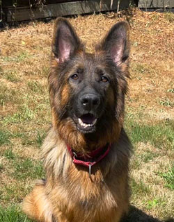 Sakura, German Shepard,Breeder,Champion,Pedigrees,AKC