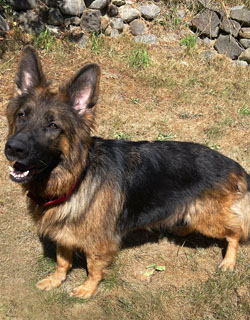 Sakura, German Shepard,Breeder,Champion,Pedigrees,AKC