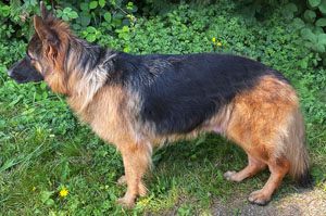 Sakura Stand, German Shepard,Breeder,Champion,Pedigrees,AKC